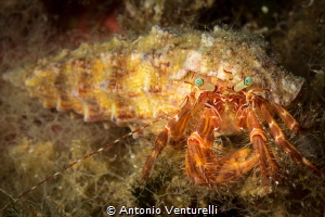Cerithium vulgatum occupied by hermit crab_2021
(Canon60... by Antonio Venturelli 